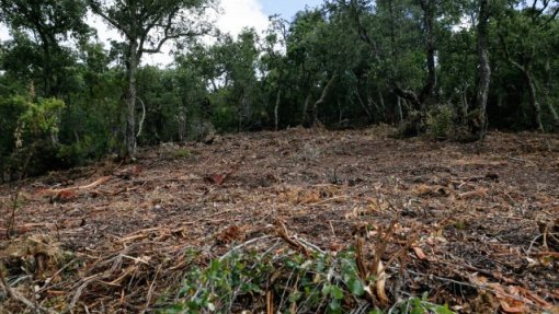 Incêndios: Identificados mais de 14 mil locais por falta de limpeza de terrenos - GNR