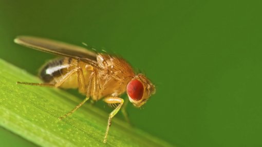 Teresinha, as estufas e a praga de moscas da fruta no Sudoeste Alentejano