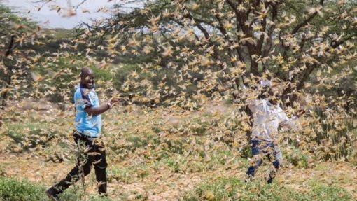 Doenças alimentares e pragas colocarão em risco até 500 milhões de pessoas em África - Investigadores