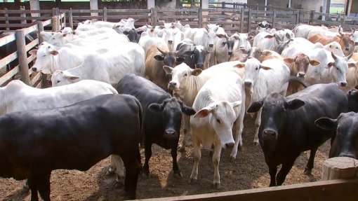 Brasil celebra declaração de mais quatro estados livres da febre aftosa sem vacina