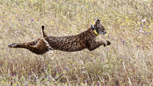 População de lince ibério supera os mil exemplares pela primeira vez em 20 anos