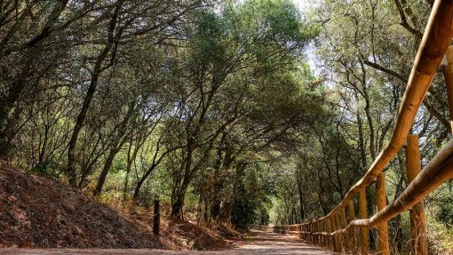 Exposição a espaços naturais no confinamento foi benéfica para portugueses e espanhóis