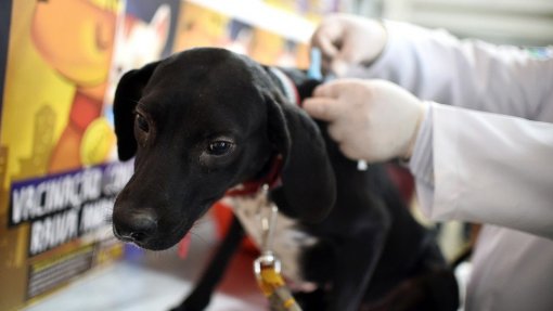 Propostas para isenção ou harmonização do IVA nos serviços veterinários rejeitadas no parlamento