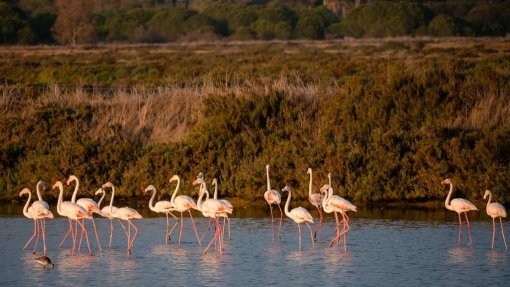 550 flamingos nasceram pela primeira vez no Algarve