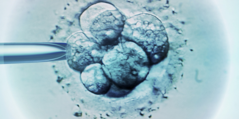 Mais de 1.500 pessoas já assinaram petição para impedir destruição de milhares de embriões