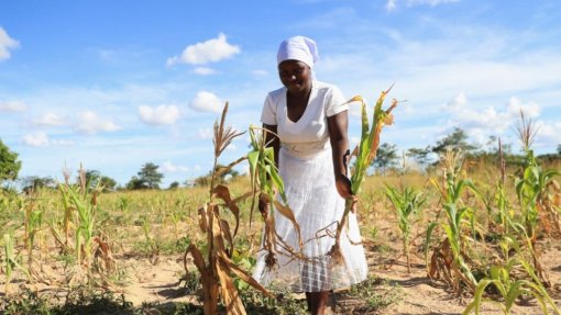 EUA vão apoiar o Zimbabué com 35 ME para ajuda alimentar