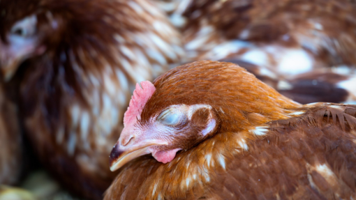 Brasil restringe exportações de carne de aves para 44 países após surto de Newcastle