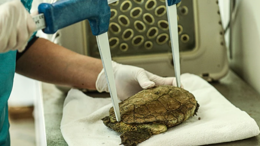 Devolvidas ao mar quatro tartarugas reabilitadas no Porto d&#039;Abrigo do Zoomarine