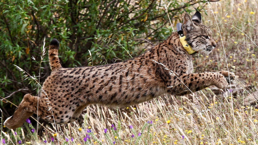 ICNF destaca esforço pela preservação do lince ibérico e de outras espécies ameaçadas