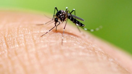 DGS recomenda prevenção e controlo de mosquitos que transmitem dengue e zika