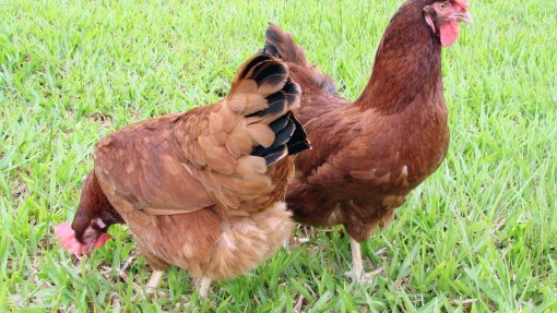 Gripe das aves detetada em exploração caseira no distrito de Viana do Castelo