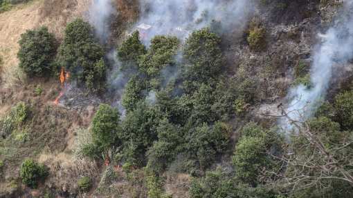 Campanhas de arborização são normalmente a “pior das opções”