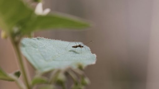 Autoridades de Cabo Verde alertam para resistência da população no combate à dengue