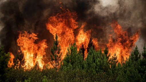 Incêndios: Cinco fogos no distrito de Aveiro mobilizam mais de 1.200 operacionais