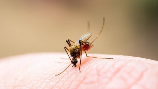 Cabo Verde declara situação de contingência por causa da dengue