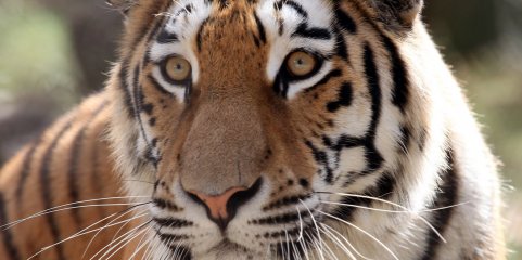 Pelo menos 20 tigres e uma pantera morreram de gripe aviária em zoológico no Vietname