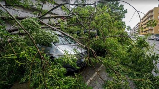 Mau tempo: Queda de árvore provoca um ferido em Vouzela