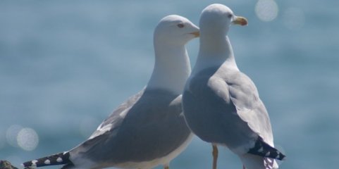 Síndrome paralisante está a afetar aves marinhas da Ilha Deserta