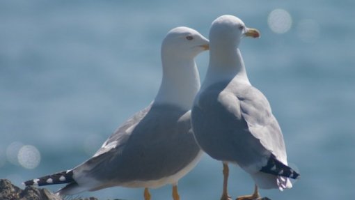 Síndrome paralisante está a afetar aves marinhas da Ilha Deserta