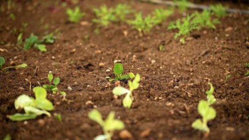 Projeto Raiz, produtos agrícolas que chegam do fundo da rua