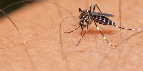 ONG quer replicar em outros países sucesso no combate à dengue em Timor-Leste