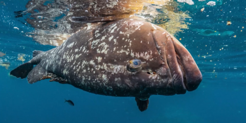 Vírus na origem da morte de meros no mar nos Açores – Governo Regional