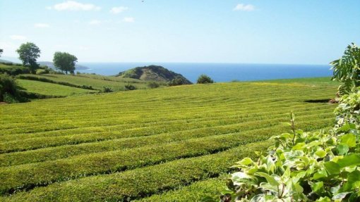 SPEA questiona estatuto de praga agrícola da rola turca nos Açores