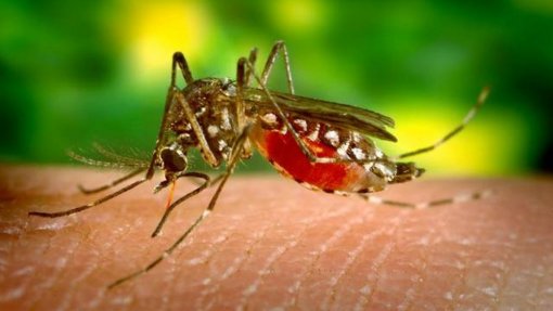 Um dia na brigada anti-mosquito de Cabo Verde, retrato de uma luta global