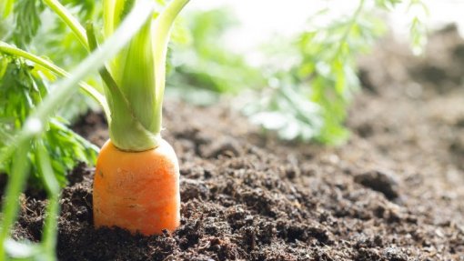 São precisas novas agriculturas porque planeta vai por maus caminhos, especialista