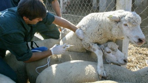 CNA quer vacinação gratuita de animais e apoios devido ao surto da língua azul