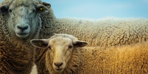 Agricultores do Litoral Alentejano pedem menos burocaria para vacinar animais contra doença da língua azul