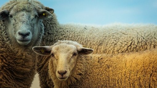 Agricultores do Litoral Alentejano pedem menos burocaria para vacinar animais contra doença da língua azul