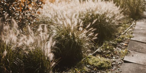 Como a ‘menina’ erva-das-pampas “estava quieta” e se tornou uma ameaça