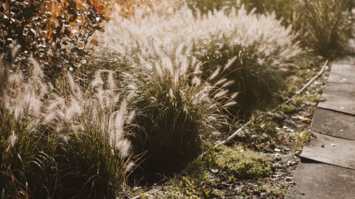 Como a ‘menina’ erva-das-pampas “estava quieta” e se tornou uma ameaça