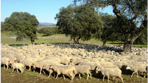 Produtores pecuários protestam em Santiago do Cacém e pedem apoios contra lingua azul