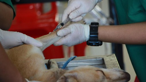 Estudantes de veterinária vão acompanhar abate de animais