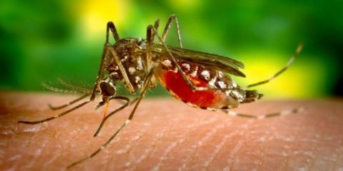 Cruz Vermelha de Cabo Verde lança hoje campanha para prevenir a dengue