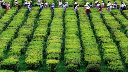 Chá verde dos Açores eficaz no desenvolvimento de aplicações ortopédicas