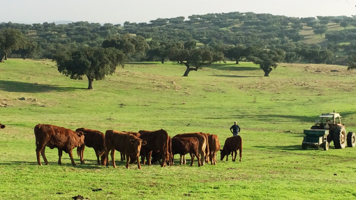 Surto de língua azul já provocou prejuízos de 6 ME - CAP