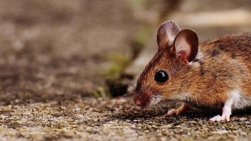 Praga de ratos encerrou por duas vezes centro de saúde em Coimbra