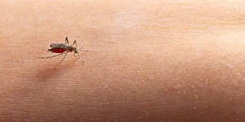 Instituto alerta para maior concentração de mosquitos invasores em Faro e Lisboa