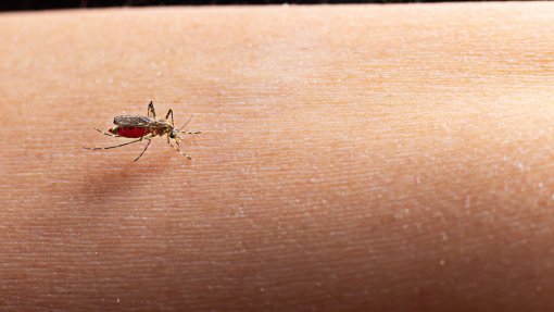 Instituto alerta para maior concentração de mosquitos invasores em Faro e Lisboa