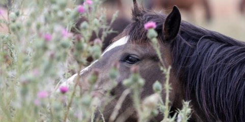 Cavalos zelam pela saúde mental e bem-estar de alunos do Politécnico de Coimbra