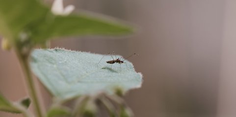 Sudão: Mais de 1.300 mortes por cólera desde agosto e quase 50.000 casos detetados