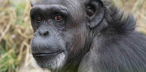 Chimpanzés geneticamente adaptados ao seu ambiente e a infeções como malária - Estudo