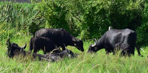 Febre aftosa detetada em búfalos aquáticos na Alemanha, Portugal reforça vigilância