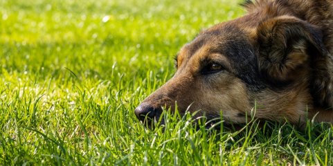 Diferenças genéticas nos cães de Chernobyl não se devem a mutações - Estudo