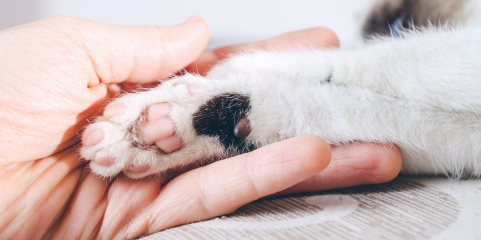 Radiologista italiano investigado por ter usado máquina hospitalar no seu gato