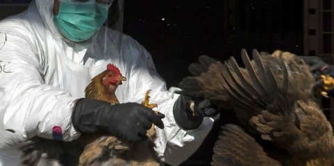 Portugal tem atualmente nove focos de gripe das aves - Ministro