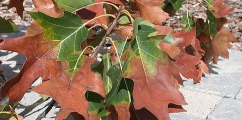 Recolhidas 73 amostras positivas da bactéria &quot;Xylella fastidiosa&quot; em Marvão e Portalegre